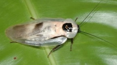 Central american giant cocroach